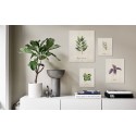 Pack de quadros Plants